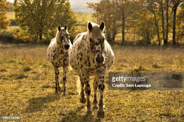 jolie rencontre - appaloosa stock pictures, royalty-free photos & images