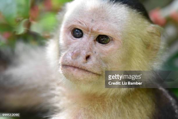 white headed capuchin monkey - liz white stock pictures, royalty-free photos & images
