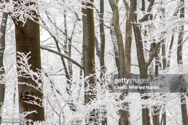 deciduous forest covered with snow, hesse, germany - deciduous stock pictures, royalty-free photos & images