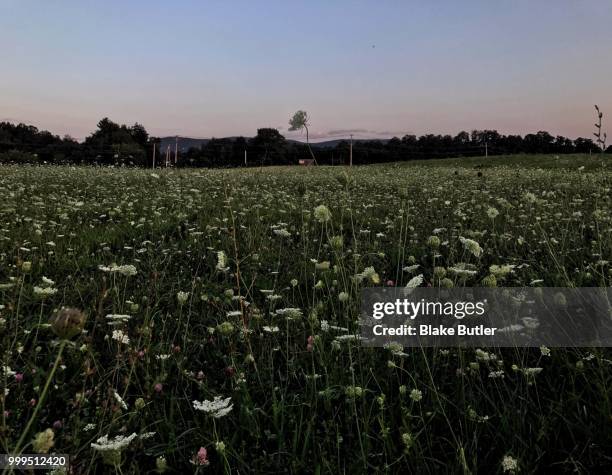 nightfall over a meadow of wildflowers - blake green stock pictures, royalty-free photos & images