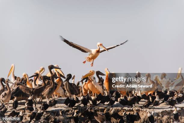 great white pelicans (pelecanus onocrotalus), breeding colony, adult male landing, djoudj national park, senegal - broeden stockfoto's en -beelden