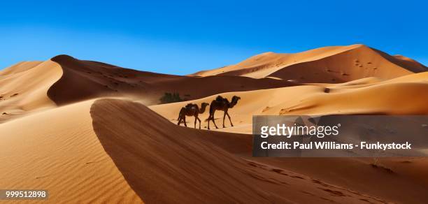 camels amongst the sahara sand dunes of erg chebbi, morocco - dromedar stock-fotos und bilder