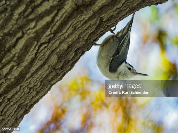 black tailed nuthatch - schneider stock pictures, royalty-free photos & images