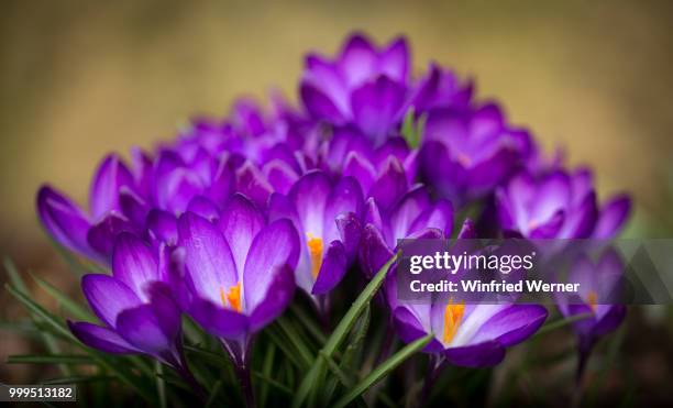 crocus time - werner stock pictures, royalty-free photos & images