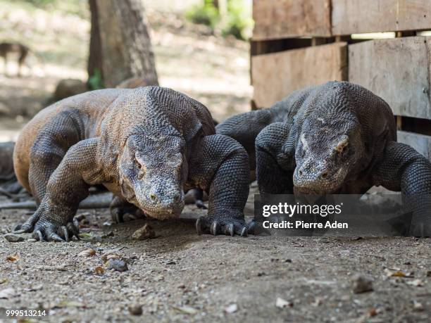 monitor lizard on rinca island, indonesia. - rinca island stock pictures, royalty-free photos & images