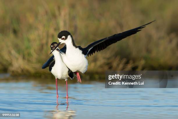 black necked stilt mating dance - mating stock pictures, royalty-free photos & images