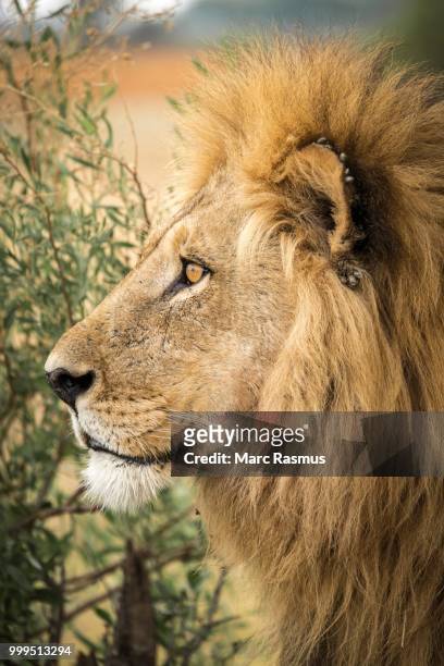 333 Lions Ear Photos and Premium High Res Pictures - Getty Images