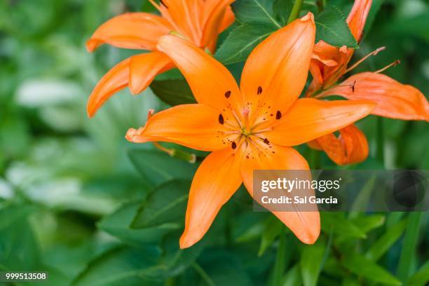 lilies - sal stock pictures, royalty-free photos & images