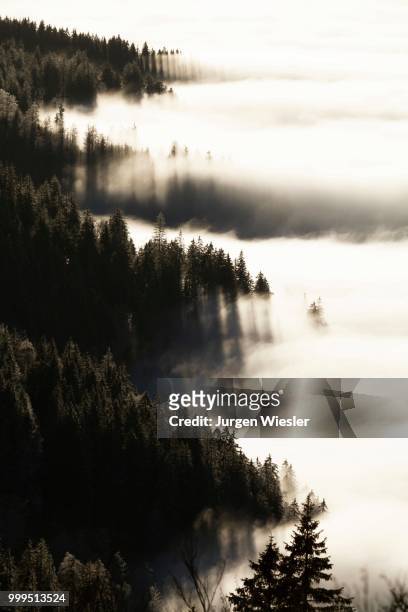 forest above the cloud level, view from the feldberg, inversion, black forest, baden-wuerttemberg, germany - inversion_(meteorology) stock-fotos und bilder
