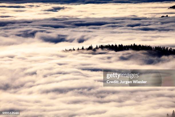 forest above the cloud level, view from the feldberg, inversion, black forest, baden-wuerttemberg, germany - inversion_(meteorology) stock-fotos und bilder