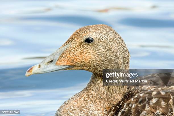 common eider (somateria mollissima), female, heligoland, schleswig-holstein, germany - schleswig holstein stock pictures, royalty-free photos & images