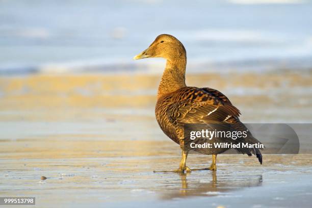 common eider (somateria mollissima), female on the beach, heligoland, schleswig-holstein, germany - schleswig holstein stock pictures, royalty-free photos & images