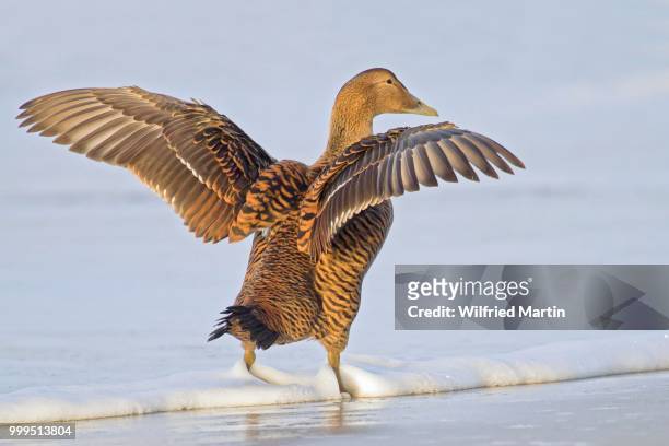 common eider (somateria mollissima), female with wings outstretched, heligoland, schleswig-holstein, germany - schleswig holstein stock pictures, royalty-free photos & images