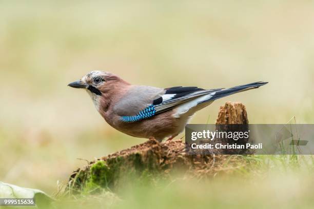 jay (garrulus glandarius), masuria, poland - masuria stock-fotos und bilder