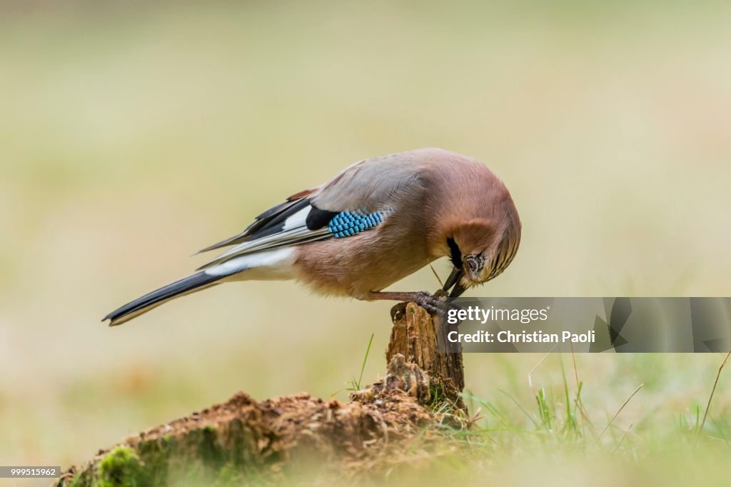 Jay (Garrulus glandarius), Masuria, Poland