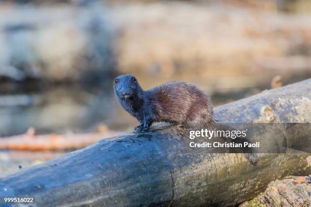 american mink (neovison vison), on tree trunk, masuria, poland - mazury stockfoto's en -beelden