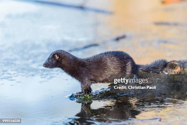 american mink (neovison vison), masuria, poland - masuria stock pictures, royalty-free photos & images