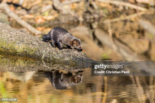 american mink (neovison vison), masuria, poland - mazury stockfoto's en -beelden