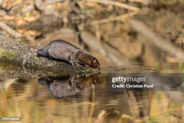 american mink (neovison vison), masuria, poland - masuria stock pictures, royalty-free photos & images