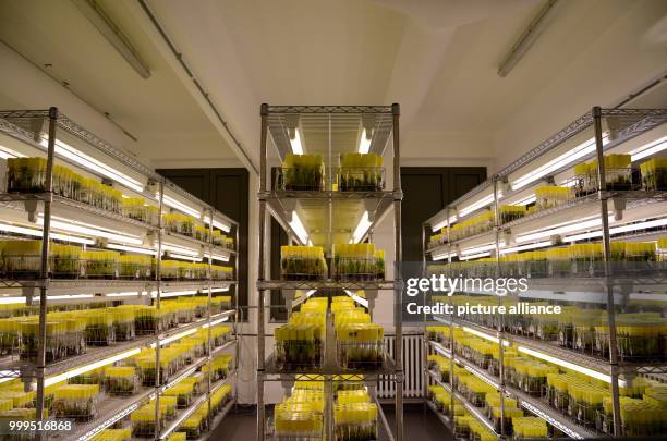 More than 1,500 banana varieties stored in over 30,000 test tubes are the largest collection of banana plants in the world in Leuven, Belgium, 10...