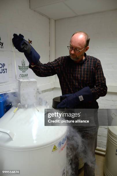 Bart Panis, who is responsible for the cryopreserved collection of banana plants hosted by the University of Leuven holds a batch of cryopreserved...