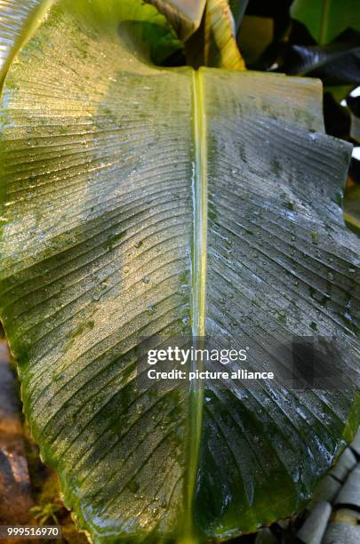 Banana leaf at a greenhouse at the University of Leuven which has more than 40 full-sized banana trees in Leuven, Belgium, 10 August 2017. Photo:...