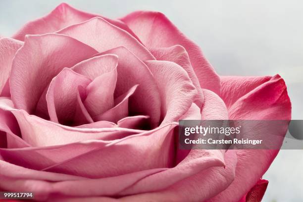 pink rose, macro - perianth stockfoto's en -beelden
