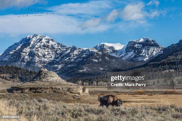 bison by the soda butte cone - soda bildbanksfoton och bilder