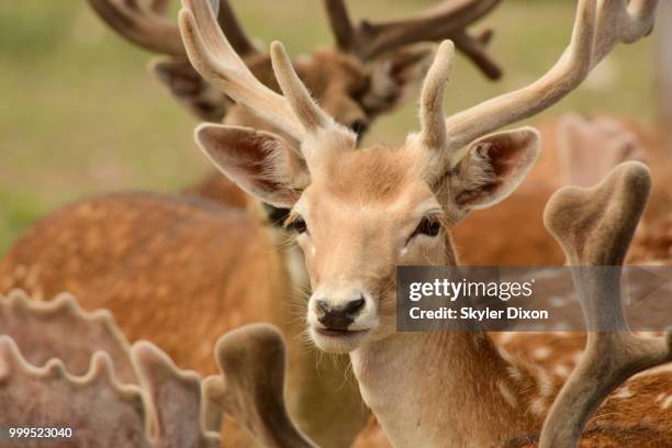 fallow deer covered in velvet - greater kudu stock pictures, royalty-free photos & images