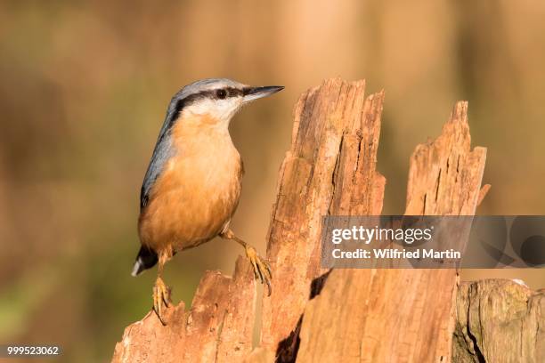 nuthatch (sitta europaea) on old tree trunk, germany - sitta stock-fotos und bilder