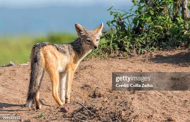 blacked-backed jackal - blacked stock-fotos und bilder