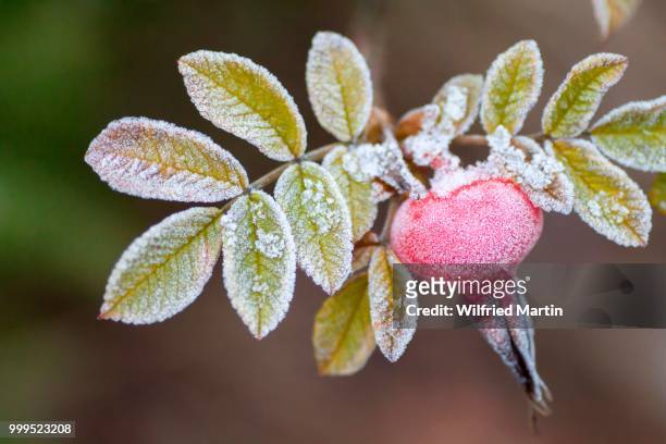 rose hip, dog rose (rosa canina), covered in hoar frost, hesse, germany - martin frost photos et images de collection