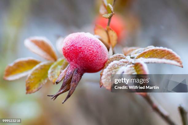 rose hip, dog rose (rosa canina), covered in hoar frost, hesse, germany - martin frost photos et images de collection