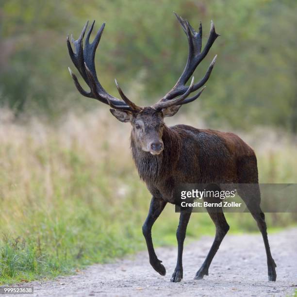 red deer (cervus elaphus) stag crossing a forest path, klampenborg, copenhagen, denmark - deer crossing stock pictures, royalty-free photos & images