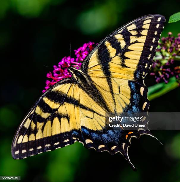 eastern tiger swallowtail butterfly - eastern tiger swallowtail stock pictures, royalty-free photos & images