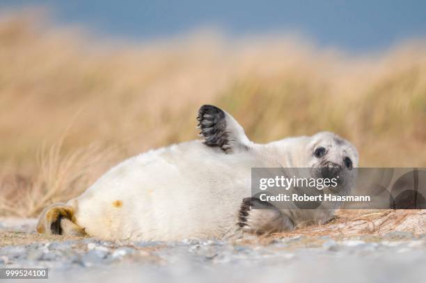 grey seal (halichoerus grypus), young, howler, heligoland, schleswig-holstein, germany - marine mammal center stock pictures, royalty-free photos & images