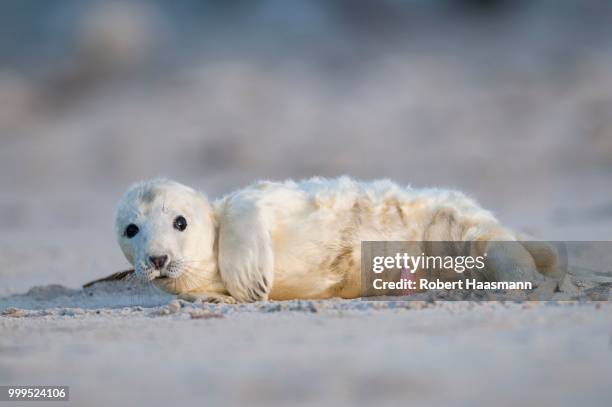 grey seal (halichoerus grypus), young, howler, heligoland, schleswig-holstein, germany - schleswig holstein stock pictures, royalty-free photos & images