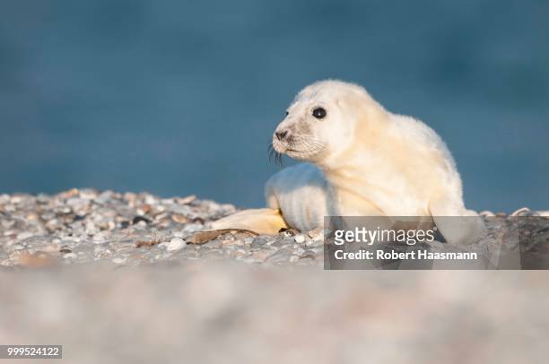 grey seal (halichoerus grypus), young, howler, heligoland, schleswig-holstein, germany - marine mammal center stock pictures, royalty-free photos & images