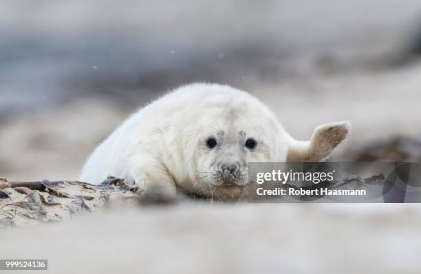 grey seal (halichoerus grypus), young, howler, heligoland, schleswig-holstein, germany - marine mammal center stock pictures, royalty-free photos & images