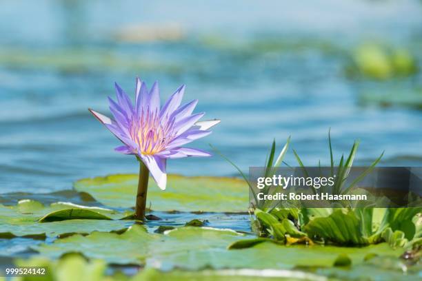 cape blue water lily (nymphaea capensis), mabamba swamps, lake victoria, uganda - lake victoria stock pictures, royalty-free photos & images