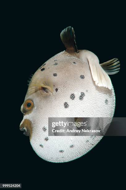 blackspotted puffer or dog-faced puffer (arothron nigropunctatus), bohol sea, philippines - ray finned fish stock-fotos und bilder