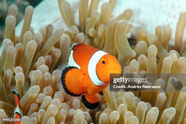 orange clownfish (amphiprion percula), bohol sea, philippines - ray finned fish stock-fotos und bilder