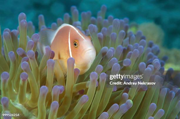 pink skunk clownfish or pink anemonefish (amphiprion perideraion), bohol sea, philippines - ray finned fish stock-fotos und bilder