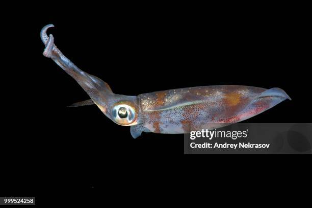 bigfin reef squid (sepioteuthis lessoniana), bohol sea, philippines - bigfin reef squid stock pictures, royalty-free photos & images