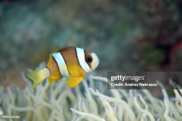 clark's anemonefish or yellowtail clownfish (amphiprion clarkii), bohol sea, philippines - ray finned fish stock-fotos und bilder