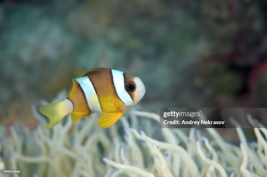 Clark's Anemonefish or Yellowtail Clownfish (Amphiprion clarkii), Bohol Sea, Philippines
