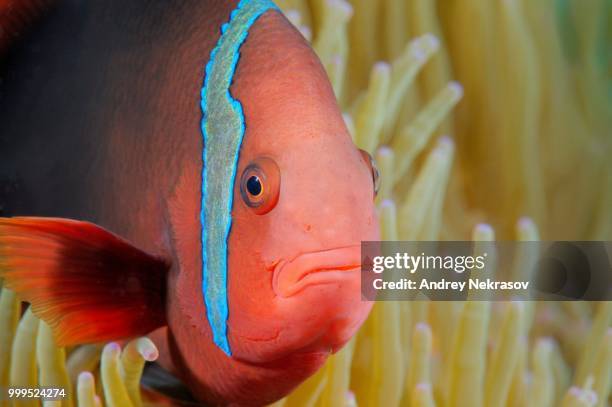 cinnamon clownfish or fire clownfish (amphiprion melanopus), bohol sea, philippines - ray finned fish stock-fotos und bilder