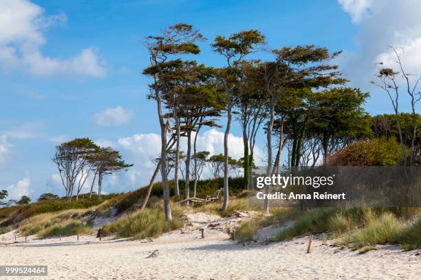 west beach, western pomerania lagoon area national park, darss, mecklenburg-western pomerania, germany - pomerania stock pictures, royalty-free photos & images