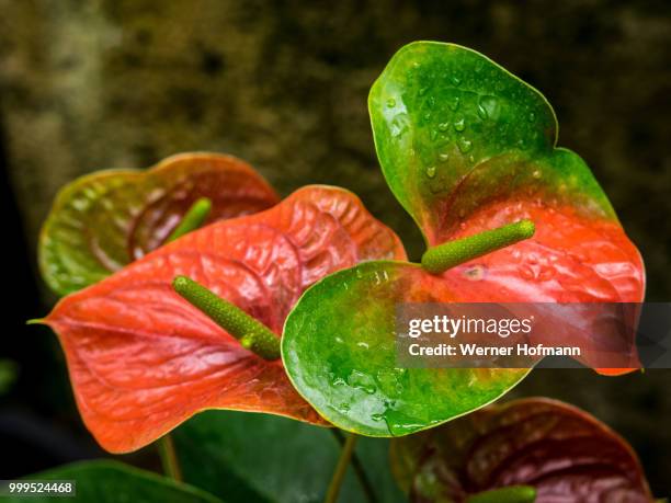 red and green - werner stock pictures, royalty-free photos & images