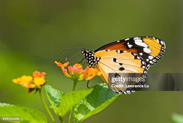 plain tiger or african monarch butterfly (anosia chrysippus) feeding on flower - inflorescence stock pictures, royalty-free photos & images